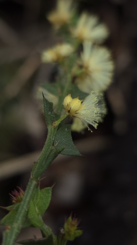 Acacia mooreana (Acacia mooreana)