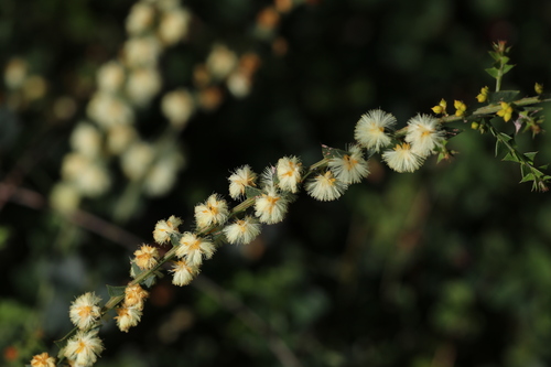Acacia mooreana (Acacia mooreana)