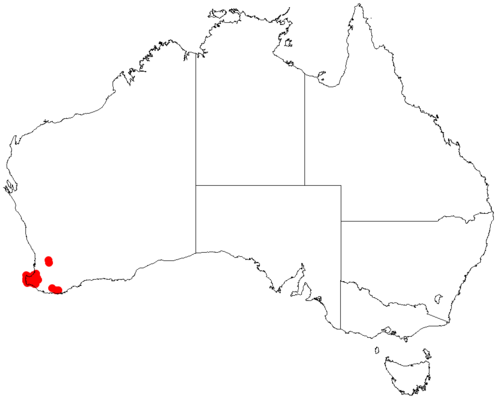 Acacia mooreana: Acacia mabellae Occurrence data from Australasia Virtual Herbarium downloaded from https://doi.org/10.26197/5c0b1388984eb on 8 December 2018