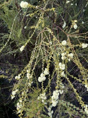 Acacia mooreana (Acacia mooreana)