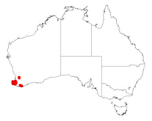 Acacia mooreana: Acacia mooreana occurrence data from Australasian Virtual Herbarium downloaded from https://doi.org/10.26197/5c06138894b on December 8 2018