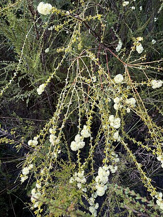 Acacia mooreana: Acacia mooreana near Carbunup River