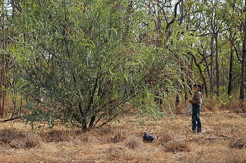 Acacia mountfordiae: Acacia mountfordiae in Kakadu National Park, near junction of Cooinda Road with Kakadu Highway, Northern Territory