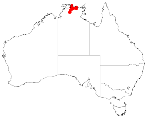 Acacia mountfordiae: Acacia mountfordiae occurrence data from Australasian Virtual Herbarium downloaded from https://doi.org/10.26197/5c0b1388984eb on 8 December 2018