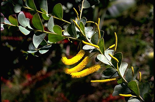 Acacia mountfordiae: Acacia mountfordiae in John Wrigley's private garden, 'Bongil Bongil', Korora Basin, Coffs Harbour