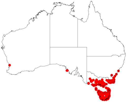 Narrow-leaf wattle: Acacia mucronata occurrence data from Australasian Virtual Herbarium downloaded from https://doi.org/10.26197/5c06138894b on December 8 2018