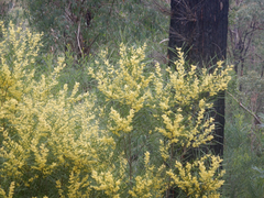 Narrow-leaf wattle (Acacia mucronata)