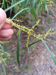 Narrow-leaf wattle (Acacia mucronata)