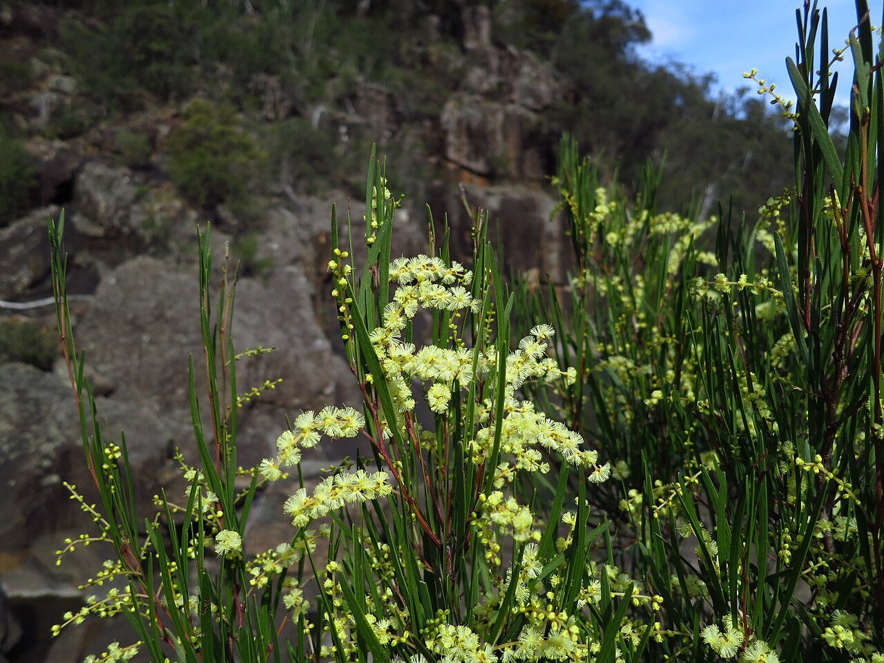 Narrow-leaf wattle: The Caterpillar Wattle (Acacia mucronata) was small but supported abundant flowers.