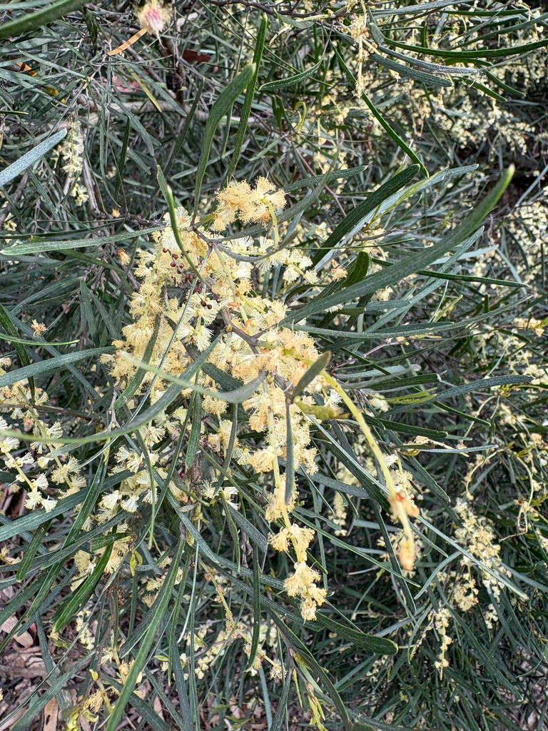Narrow-leaf wattle (Acacia mucronata)