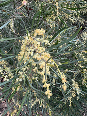 Narrow-leaf wattle (Acacia mucronata)
