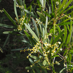 Narrow-leaf wattle (Acacia mucronata)