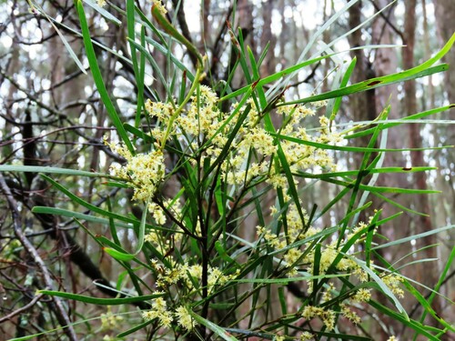 Narrow-leaf wattle (Acacia mucronata)