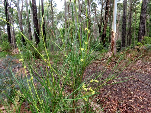 Narrow-leaf wattle (Acacia mucronata)
