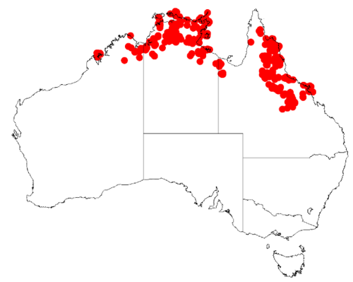 Acacia multisiliqua: Acacia multisiliqua Occurrence data from Australasian Virtual Herbarium downloaded from https://doi.org/10.26197/5c0b1388984eb on 8 December 2018
