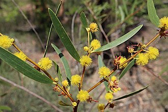 Acacia multisiliqua: Acacia multisiliqua in White Mountains National Park, along road to Canns Camp Creek campground, Queensland