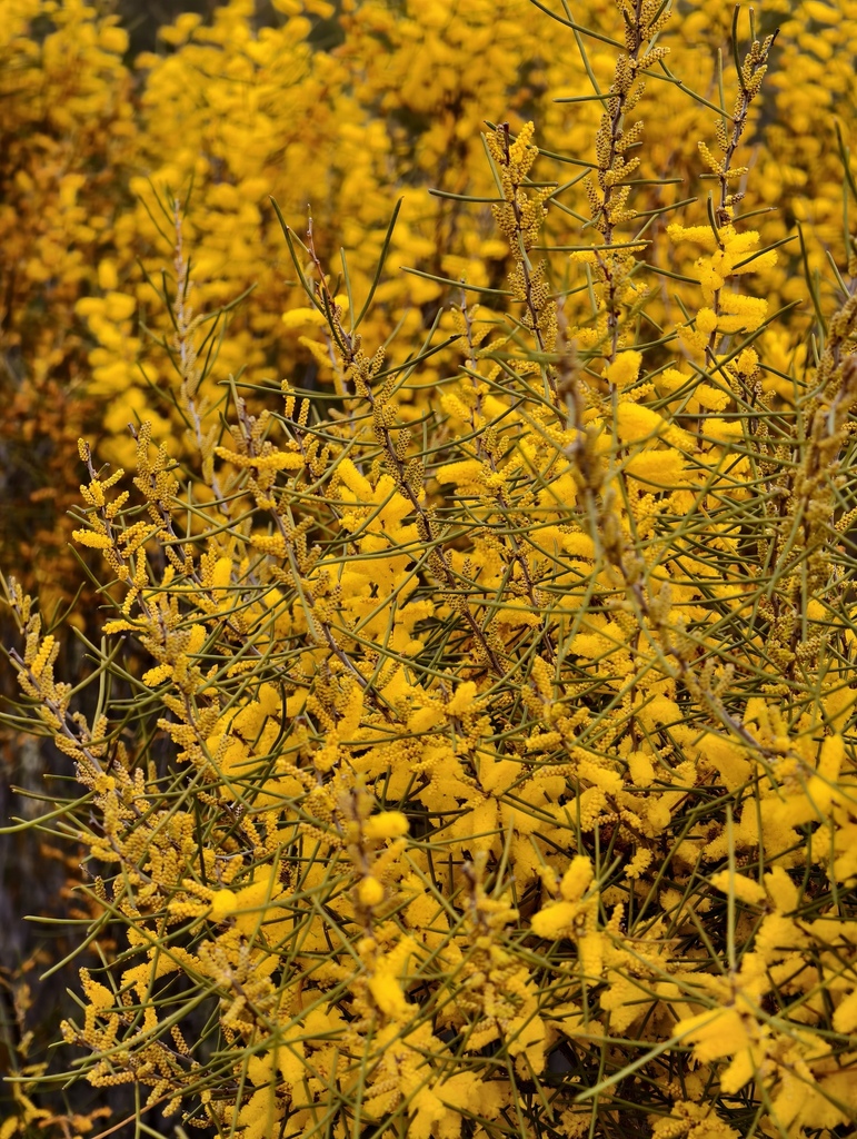 Acacia multispicata (Acacia multispicata)