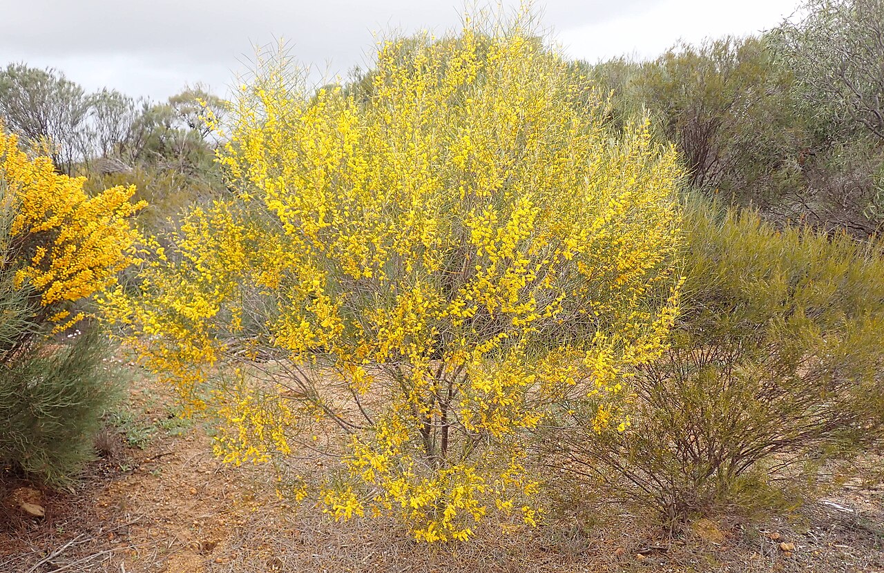 Acacia multispicata: Acacia multispicata in Wundowlin Nature Reserve, near Mukinbudin