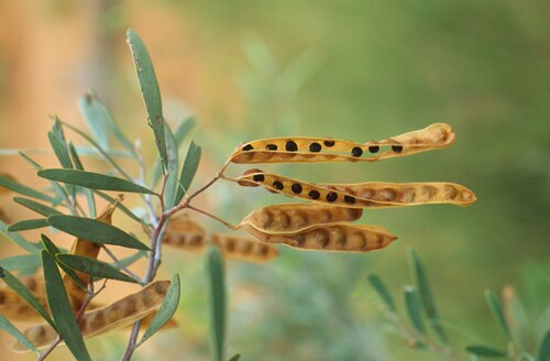 Acacia murrayana: Acacia murrayana seed pods. Photo credit: Maurice MacDonald