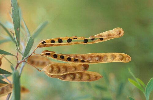 Acacia murrayana: Acacia murrayana seed pods. Photo credit: Maurice MacDonald