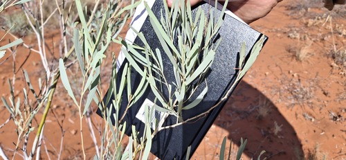 Acacia murrayana (Acacia murrayana)