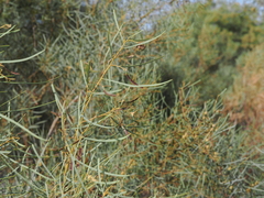 Acacia murrayana (Acacia murrayana)