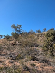 Acacia murrayana (Acacia murrayana)