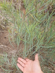 Acacia murrayana (Acacia murrayana)