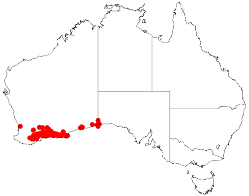 Acacia mutabilis: Acacia mutabilis occurrence data from Australasian Virtual Herbarium downloaded from https://doi.org/10.26197/5c0b1388984eb on 8 December 2018