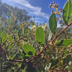 Myrtle wattle (Acacia myrtifolia)
