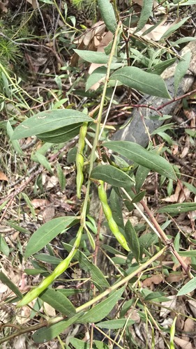 Myrtle wattle (Acacia myrtifolia)