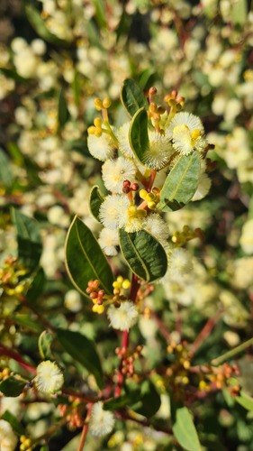 Myrtle wattle (Acacia myrtifolia)