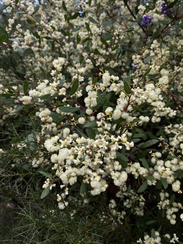 Myrtle wattle (Acacia myrtifolia)