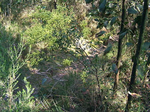 Myrtle wattle (Acacia myrtifolia)