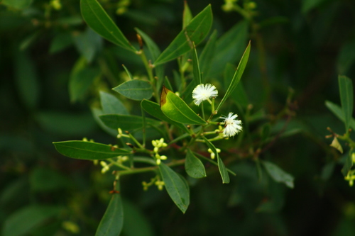 Myrtle wattle (Acacia myrtifolia)