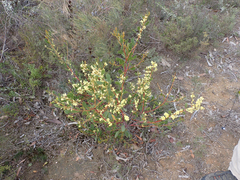 Myrtle wattle (Acacia myrtifolia)