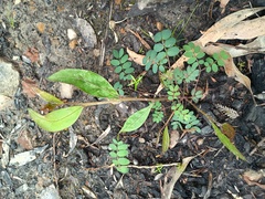 Myrtle wattle (Acacia myrtifolia)