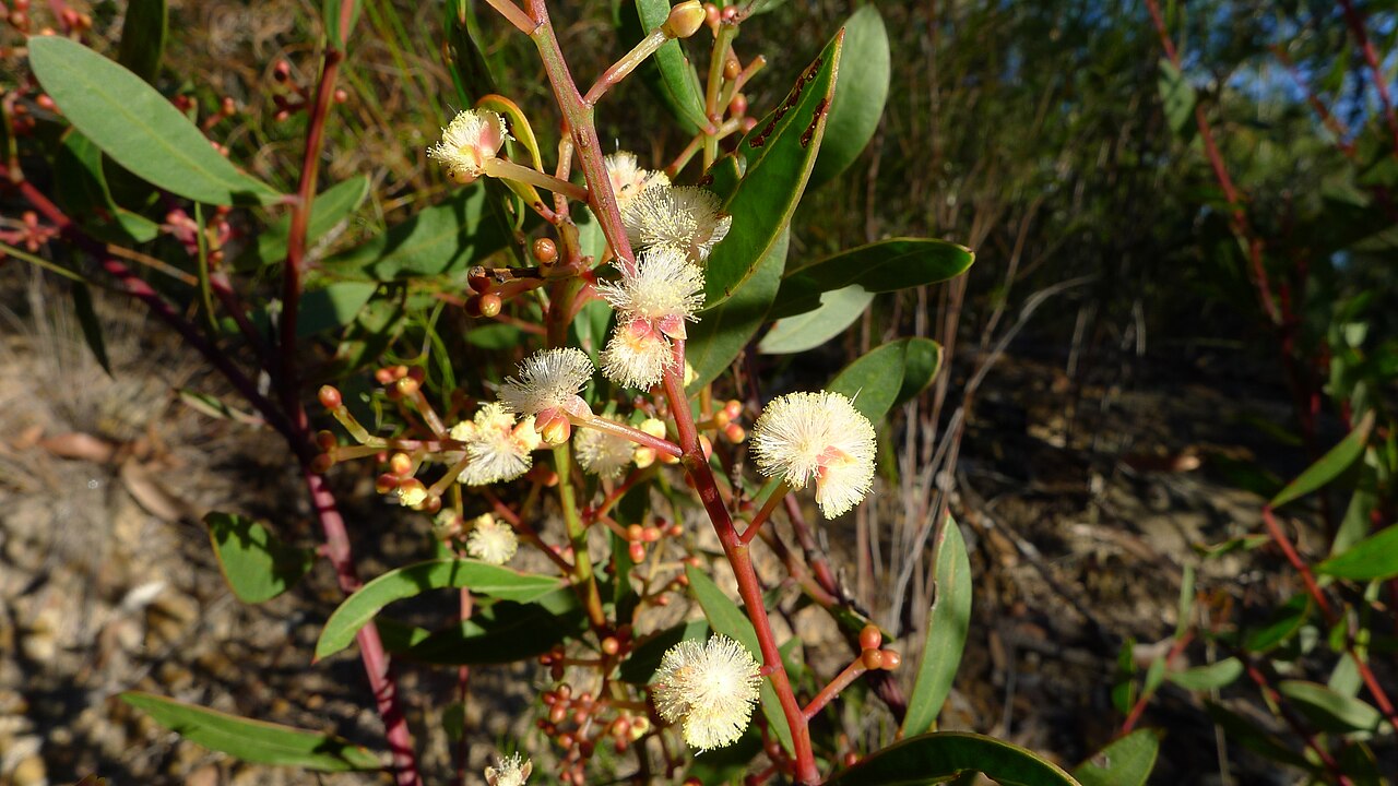 Myrtle wattle: Acacia myrtifolia , Myrtle wattle, has globular flowers and red stems. Heathcote National Park, NSW Australia, July 2011.