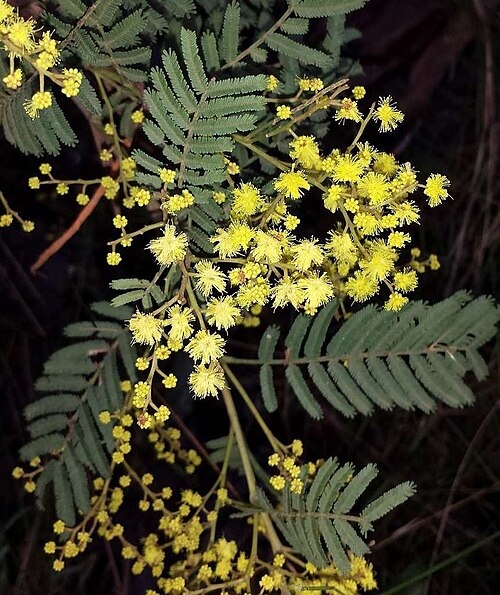 Acacia nanodealbata: Acacia nanodealbata