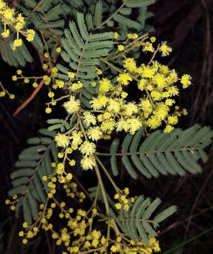 Acacia nanodealbata (Acacia nanodealbata)
