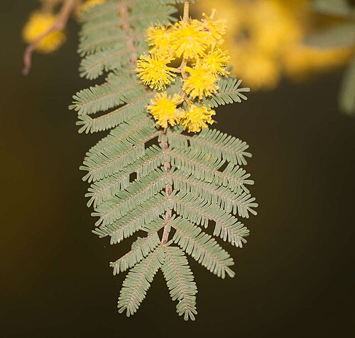 Acacia nanodealbata: Dwarf Silver-wattle