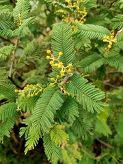 Acacia nanodealbata (Acacia nanodealbata)