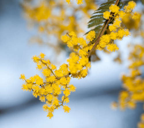 Acacia nanodealbata (Acacia nanodealbata)