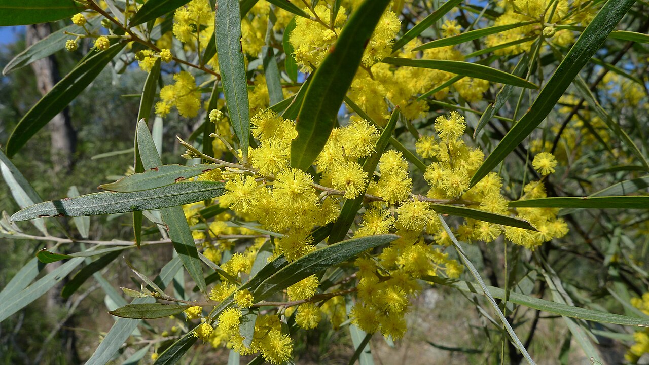 Acacia neriifolia: Acacia neriifolia flowers