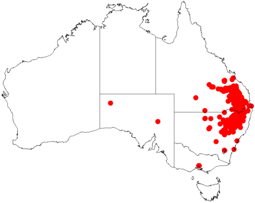Acacia neriifolia: Acacia neriifolia occurrence data from Australasian Virtual Herbarium downloaded from https://doi.org/10.26197/5c0b1388984eb on 8 December 2018