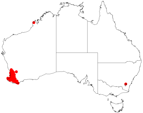 Acacia nervosa: Acacia nervosa occurrence data from Australasian Virtual Herbarium downloaded from https://doi.org/10.26197/5c0b1388984eb on 8 December 2018