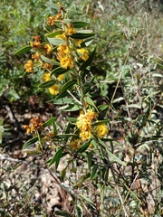 Acacia nervosa (Acacia nervosa)