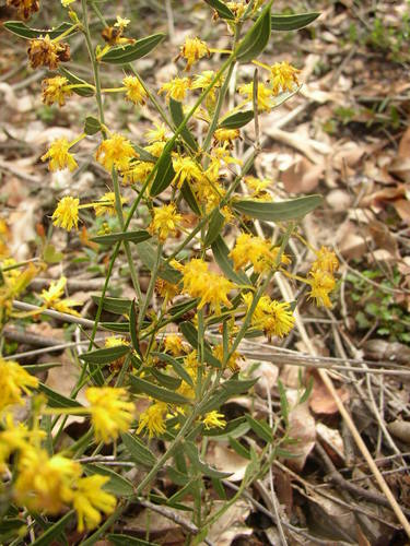Acacia nervosa (Acacia nervosa)