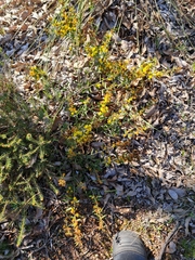 Acacia nervosa (Acacia nervosa)