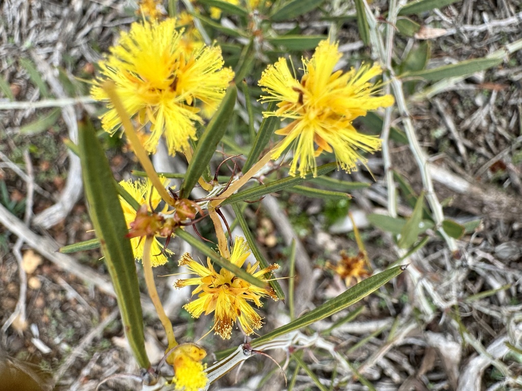 Acacia nervosa (Acacia nervosa)